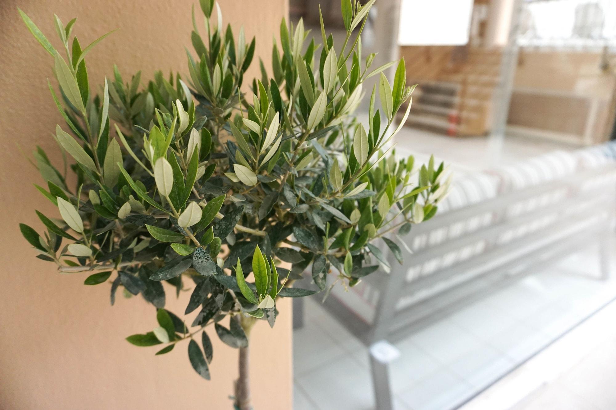 Dioni Hotel Adelianos Kampos Esterno foto